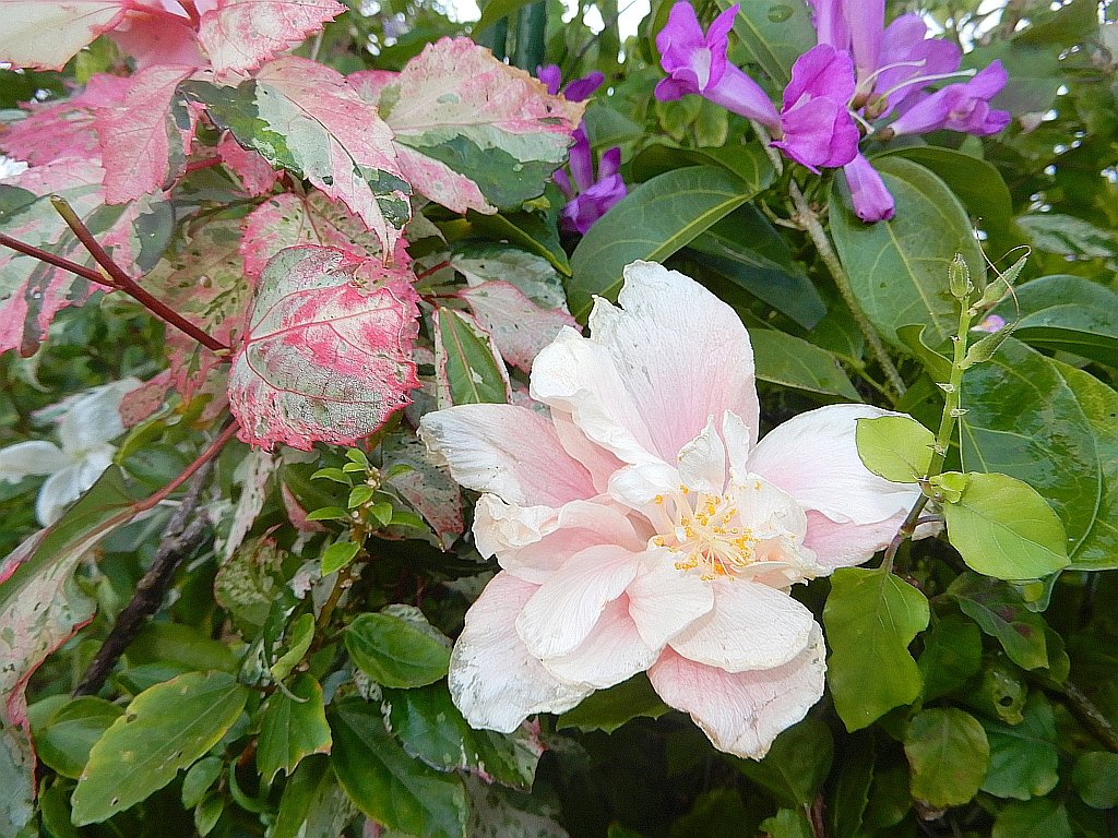 綺麗に咲いた白と八重咲きの薄いピンクのハイビスカス Beautifully blooming white hibiscus and double-flowered pale pink hibi