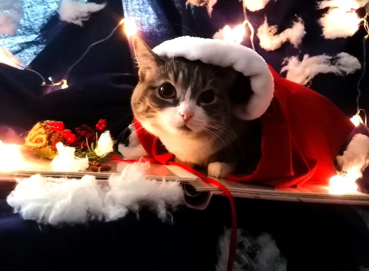 UOL_cis's tweet photo. Говорят, что в четверт здесь постят котов? А как вам такой косплей на Юми от нашей подписчицы? 

(cr: Ольга Панкина)

#коточетверг https://t.co/xR73wcu4qh