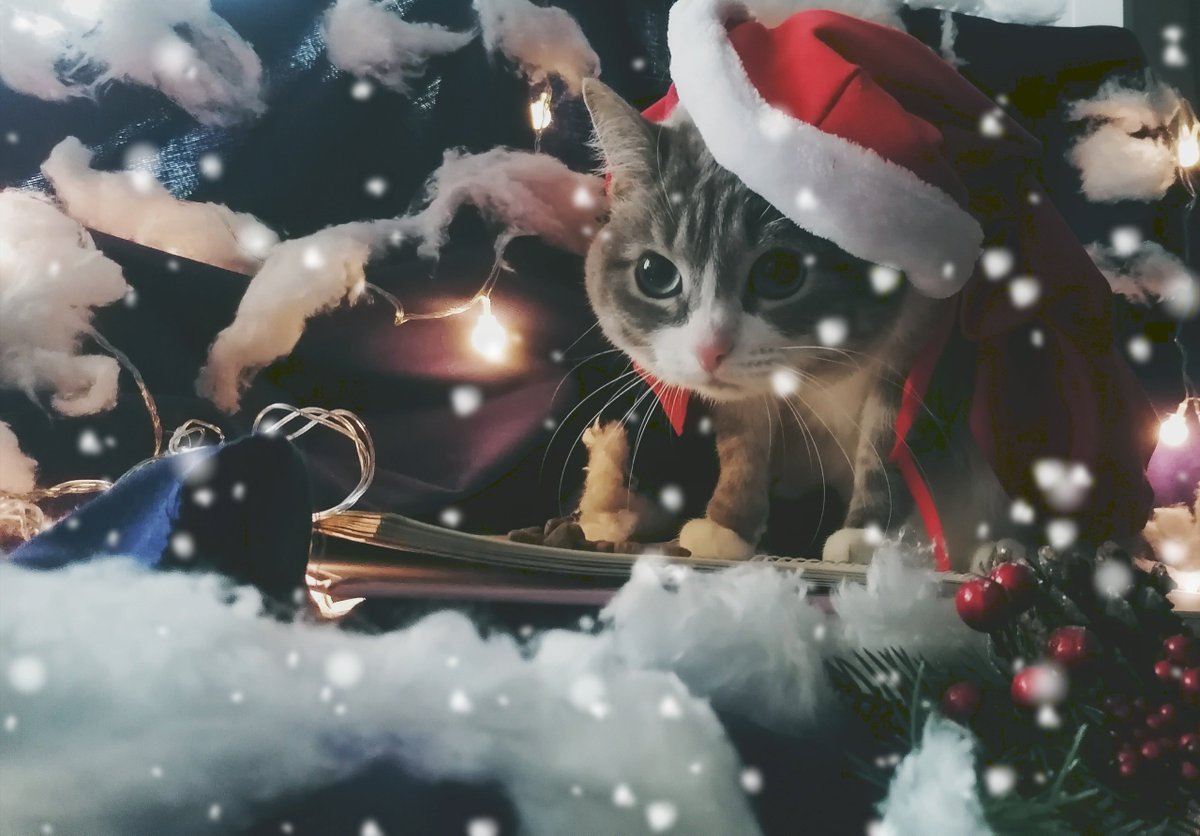 UOL_cis's tweet photo. Говорят, что в четверт здесь постят котов? А как вам такой косплей на Юми от нашей подписчицы? 

(cr: Ольга Панкина)

#коточетверг https://t.co/xR73wcu4qh