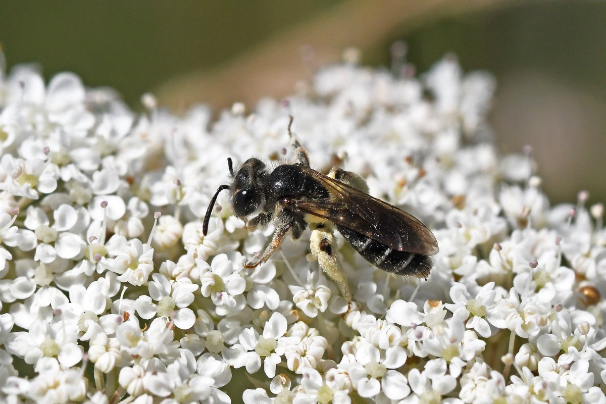Vale_LNP's tweet photo. Exciting news! 

We are pleased to report the discovery of the Carrot Mining Bee (Andrena nitidiuscula) at two new sites in the Vale! Surveys were carried out by @olds_liam as part of our #LocalPlacesforNature project with @VOGCouncil.

Find out more at: 

https://t.co/uvW3X95h7F https://t.co/1Lb76CJiby