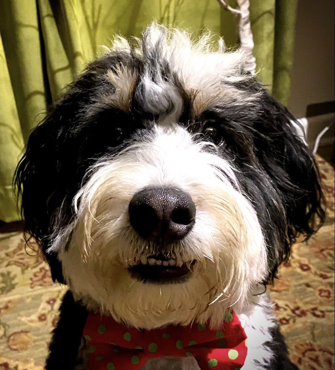 Hockeymama25's tweet photo. @MetazoaBrewing #metazoagoodboy here…it’s Baker! https://t.co/uAQhp92nUC