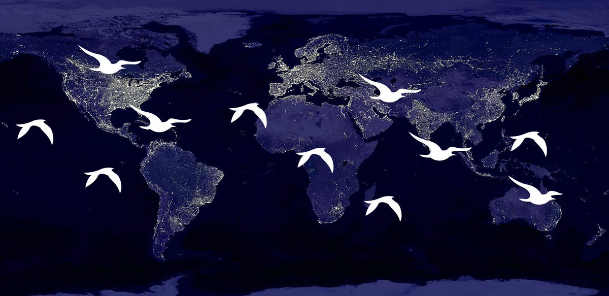📢BREAKING: World Migratory Bird Day 2022 to focus on #LightPollution

💡Ever-increasing artificial light is a significant threat to #migratorybirds, causing disorientation or collisions.

✅But solutions are also readily available.
Stay tuned! ➡️worldmigratorybirdday.org/news/2021/worl…
#WMBD2022