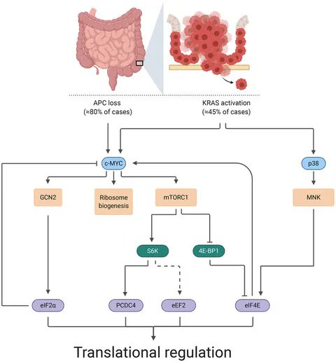 FEBSJournal's tweet photo. 📜State-of-the-Art Review
Translation initiation and its relevance in colorectal cancer
🔗https://t.co/26UqROA9Qr
🖋️By Emma Minnee and William James Faller @NKI_nl
#colorectalcancer #proteinsynthesis #RNAtranslation #translationinitiation #translationalcontrol https://t.co/k9h5MUDi9n