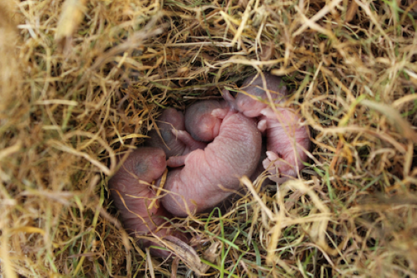 GriffinPest's tweet photo. ARE THERE BABY MICE IN YOUR HOUSE?

https://t.co/36mXO0MWro https://t.co/zw1YhSjtB6