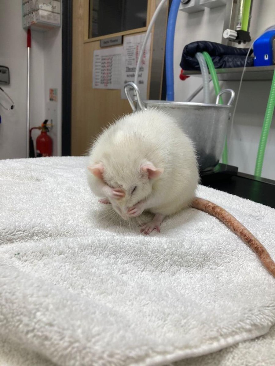 When you realise it's only 16 sleeps until Christmas and you haven't started your Christmas shopping!!!!!! 🎅

(Picture of Teddie the rat, who is doing well!)

#valleyexotics #rat #valleyveterinaryhospital #exoticspecialists