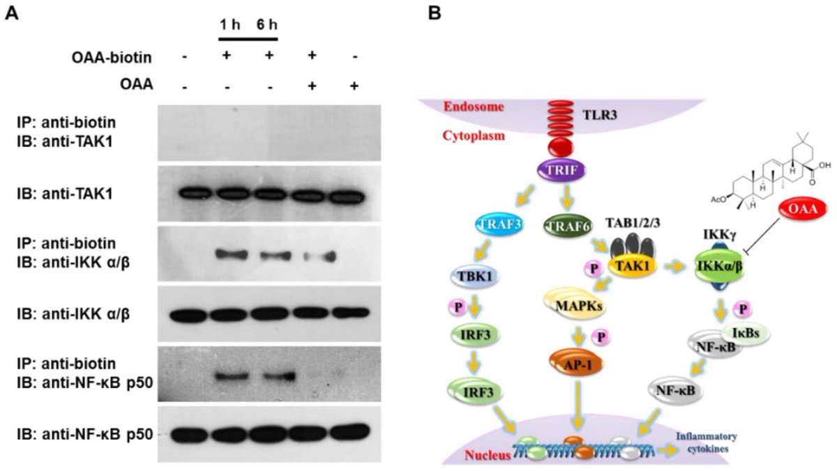 Molecules_MDPI's tweet photo. #HighlyCitedPaper #HighlyAccessedPaper
Oleanolic Acid Acetate Exerts Anti-Inflammatory Activity via IKKα/β Suppression in TLR3-Mediated NF-κB Activation
By: Seung-Jae Lee, Mun-Chual Rho, et al.
👉https://t.co/A90OA2aphK
📌#oleanolic #inflammatory #cytokines https://t.co/8lJNwR8LPy