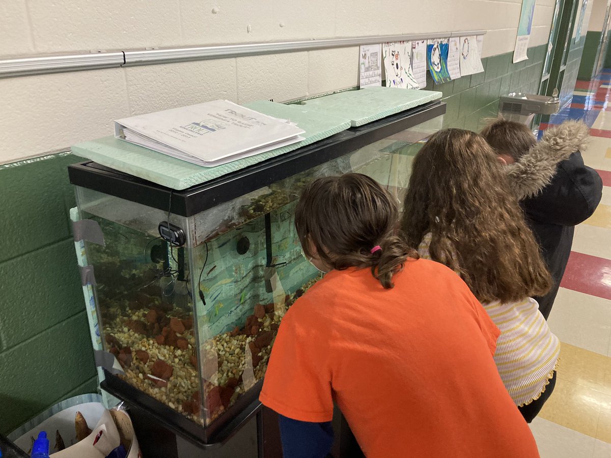 MrsBartley4's tweet photo. Trout update! They’re enjoying their home and growing big!@CESGoPanthers https://t.co/0D4Tlf8LL0