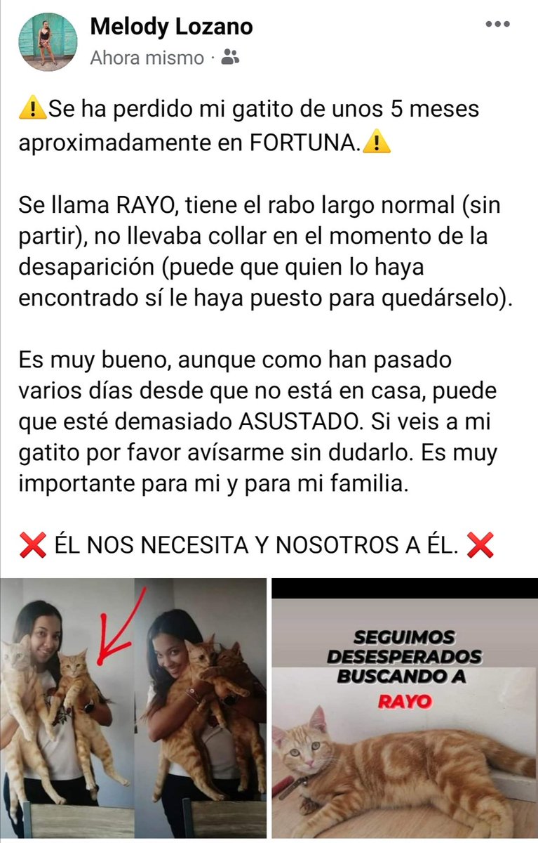 Meelody17's tweet photo. ⚠️Se ha perdido mi gatito de unos 5 meses aproximadamente en FORTUNA.⚠️

Se llama RAYO, tiene el rabo largo normal (sin partir), no llevaba collar en el momento de la desaparición (puede que quien lo haya encontrado sí le haya puesto para quedárselo). https://t.co/ySxFNS7KZN