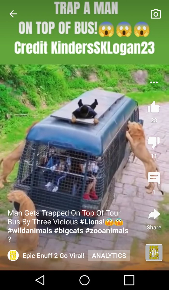 clppromotions's tweet photo. Wow!! What would you do? Vicious &amp; Hungry  #lions #bigcats #animals_診断 #ViralVideo https://t.co/x7XBm50C9z https://t.co/y3LKe6Lglt