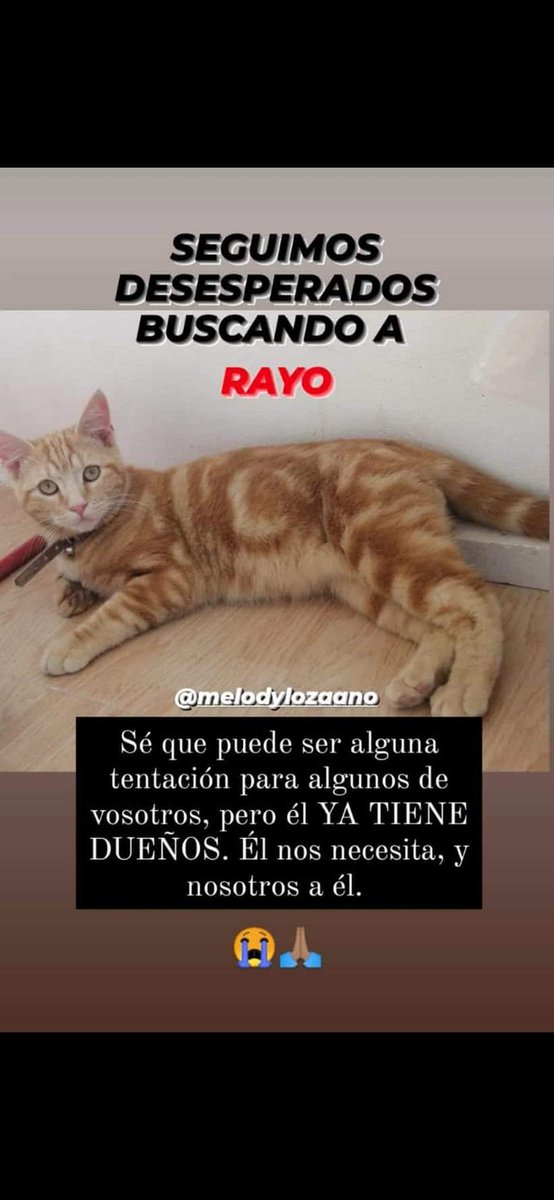 Meelody17's tweet photo. ⚠️Se ha perdido mi gatito de unos 5 meses aproximadamente en FORTUNA.⚠️

Se llama RAYO, tiene el rabo largo normal (sin partir), no llevaba collar en el momento de la desaparición (puede que quien lo haya encontrado sí le haya puesto para quedárselo). https://t.co/ySxFNS7KZN