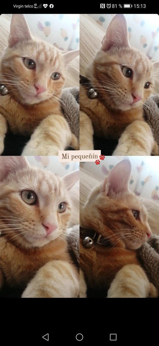 Meelody17's tweet photo. ⚠️PERDIDO⚠️

Es muy bueno, aunque como han pasado varios días desde que no está en casa, puede que esté demasiado ASUSTADO. Si veis a mi gatito por favor avísarme sin dudarlo. Es muy importante para mi y para mi familia.

❌ ÉL NOS NECESITA Y NOSOTROS A ÉL. ❌ https://t.co/OmihevQ843