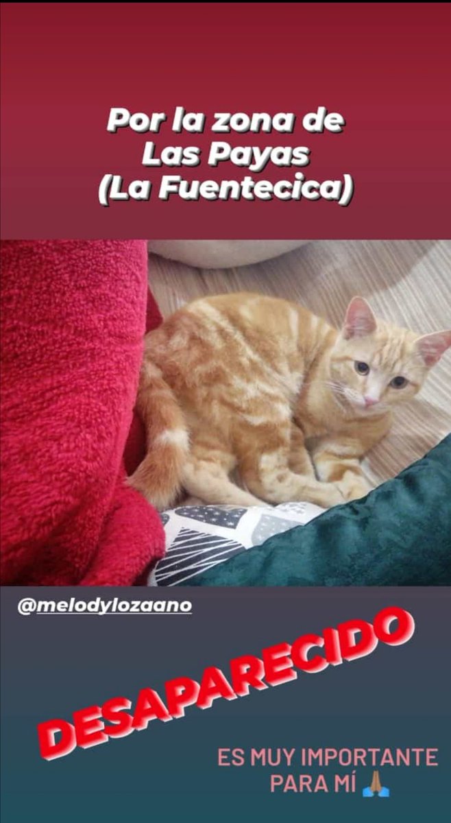 Meelody17's tweet photo. ⚠️PERDIDO⚠️

Es muy bueno, aunque como han pasado varios días desde que no está en casa, puede que esté demasiado ASUSTADO. Si veis a mi gatito por favor avísarme sin dudarlo. Es muy importante para mi y para mi familia.

❌ ÉL NOS NECESITA Y NOSOTROS A ÉL. ❌ https://t.co/OmihevQ843