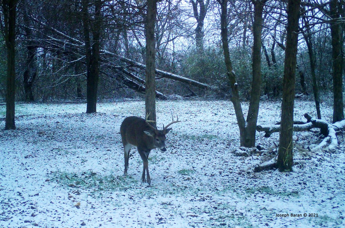 JosephJoeBaran's tweet photo. First snow, 2021.

#NJ #NewJersey #deer #wildlife #countryliving #countrylife #country #snow #winter #nature #photography https://t.co/8G99ciBYDO