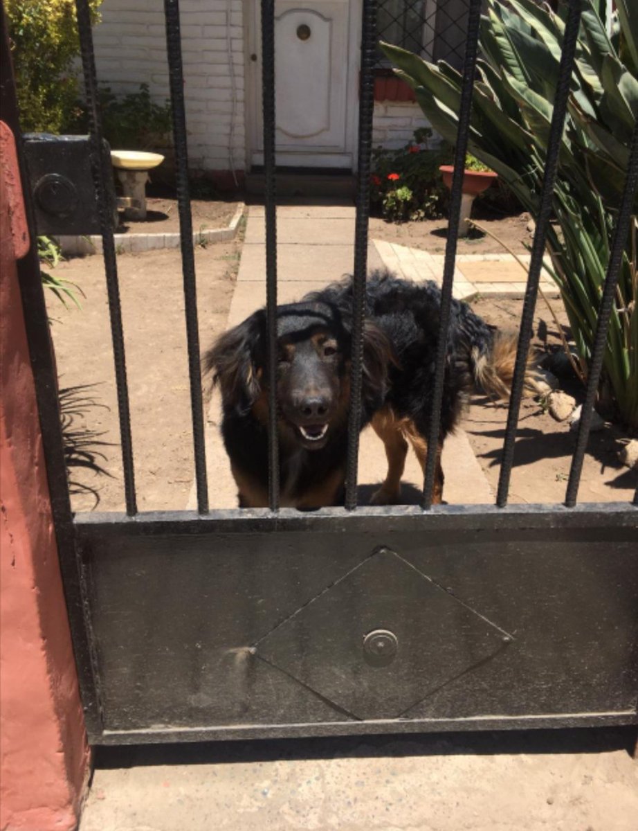 lisherrerap's tweet photo. Favor ayudar a difundir, este perrito necesita un hogar donde lo quieran urgente, la persona q lo tiene ahora lo maltrata y amenaza con tirarlo a la calle si no se lo llevan pronto https://t.co/2AxPfxWEOw