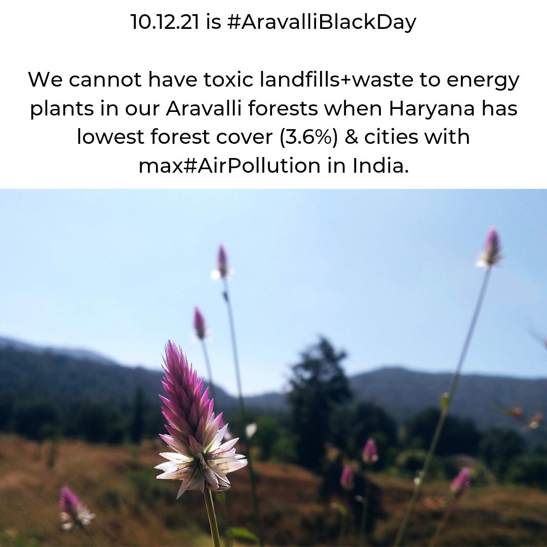 mirza_rezina's tweet photo. 10.12.21 is #AravalliBlackDay
We can't hav toxic landfills+waste to energy plants in our Aravalli forests whn Haryana hs lowest forest cover (3.6%)&amp; cities with max #AirPollution in India.
@MunCorpGurugram
 @cmohry
 @HaryanaTweets
 @mlkhattar
 #WTEisFailedModel #NoWTEinAravallis https://t.co/kZTWEq9ssD