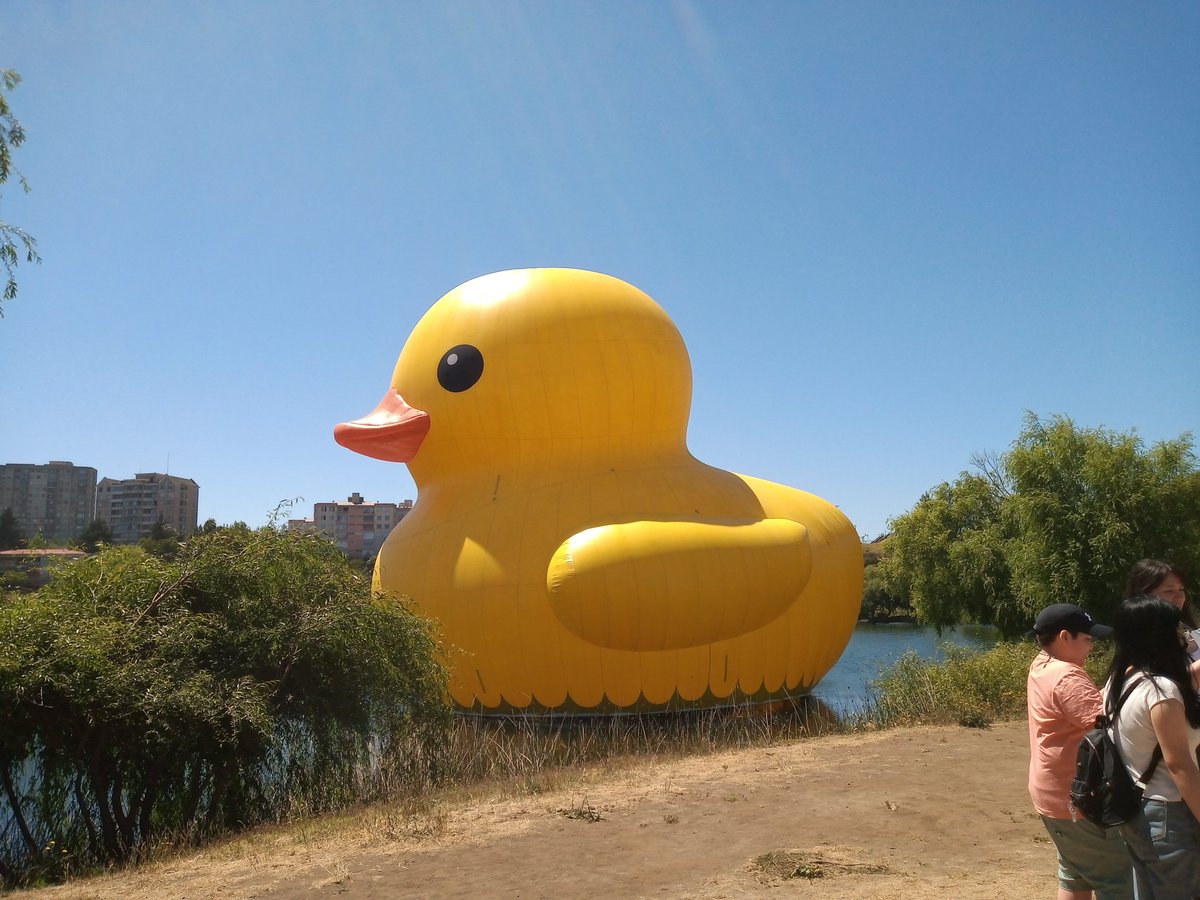 Buenos días patitos!!! Hoy la autora pudo ir a visitar al patito gigante en la laguna redonda, concepción, chile.
#festivalHechoEnCasa #patito #patoGigante #patoDeHule #lagunaRedonda #Concepción #Chile