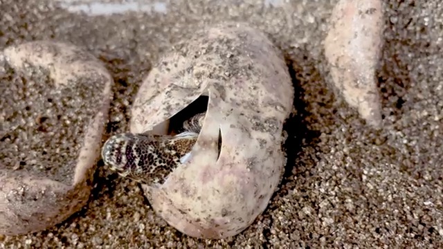 Bronx Zoo on Twitter: "Six Komodo dragons have hatched at the Bronx Zoo