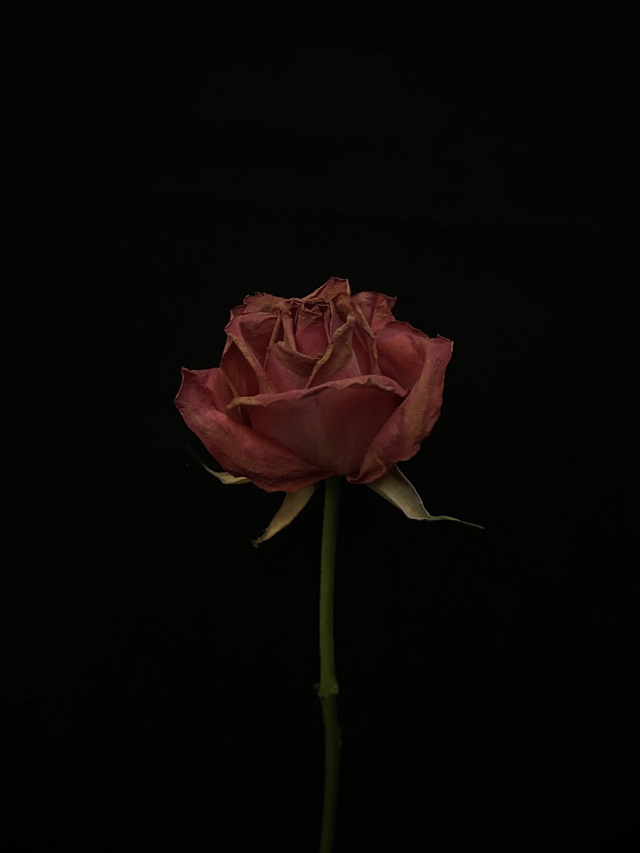 CasMediaDept's tweet photo. One of Megan’s edits from today’s photography. Well done, what a brilliant shot 📷 #Flower #PhotoOfTheDay #Photography #BillyKidd https://t.co/vhMsTpjh8O