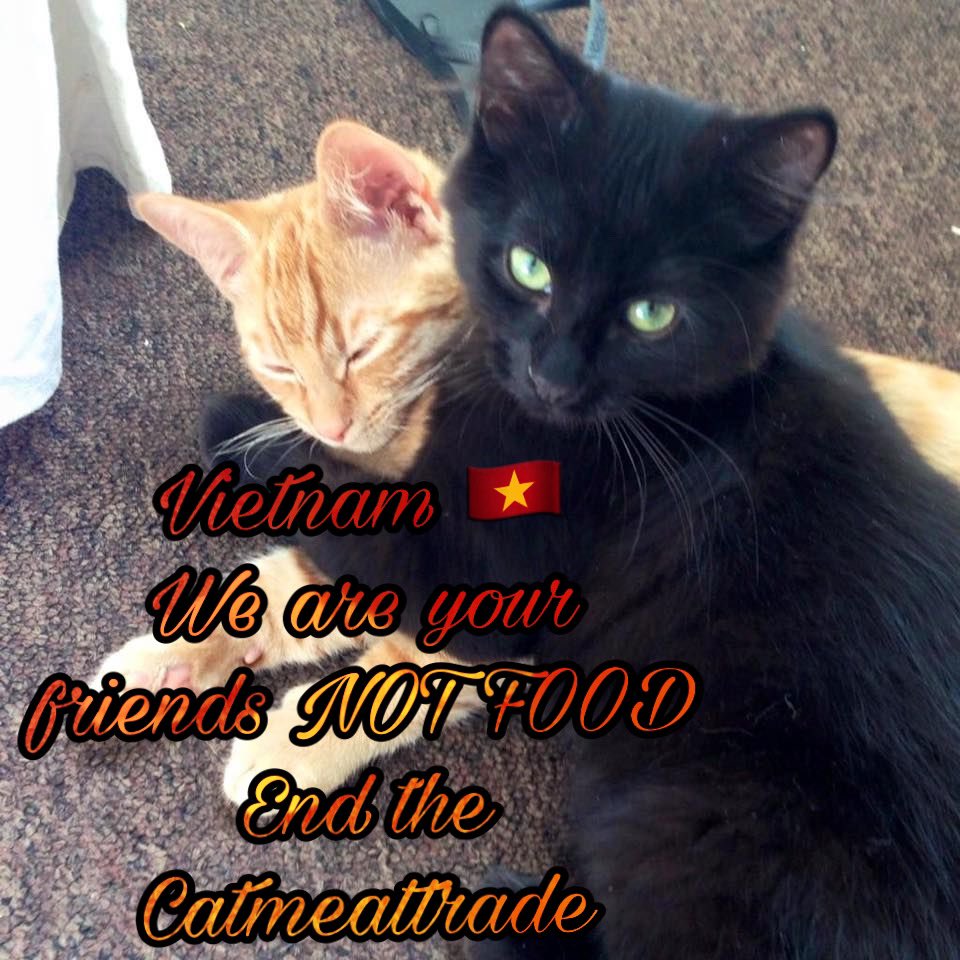 @EevaPaavilainen @VNGovtPortal #President 
#NguyenXuanPhuc Your #catmeattrade and #cattorture are well known over the 🌏#Catlovers are boycotting Vietnam because of it ! 
Your beautiful country is now tarnished by this 
It’s 2021, time for this to become history 
#Boycott #Vietnam 
#Catlivesmatter 
#EndDCMT