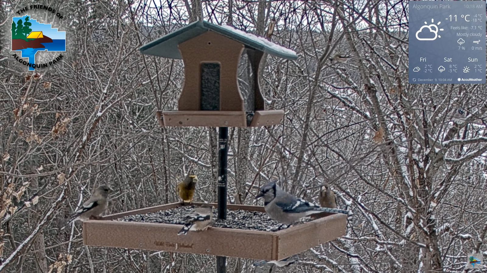 Algonquin Park Wild Bird - The Friends of Algonquin Park