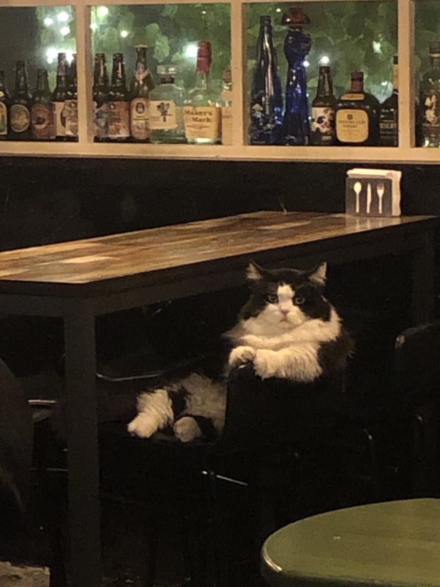 KotikiV's tweet photo. котокафе уже норма
время для котобаров https://t.co/iVDhBzPZuA