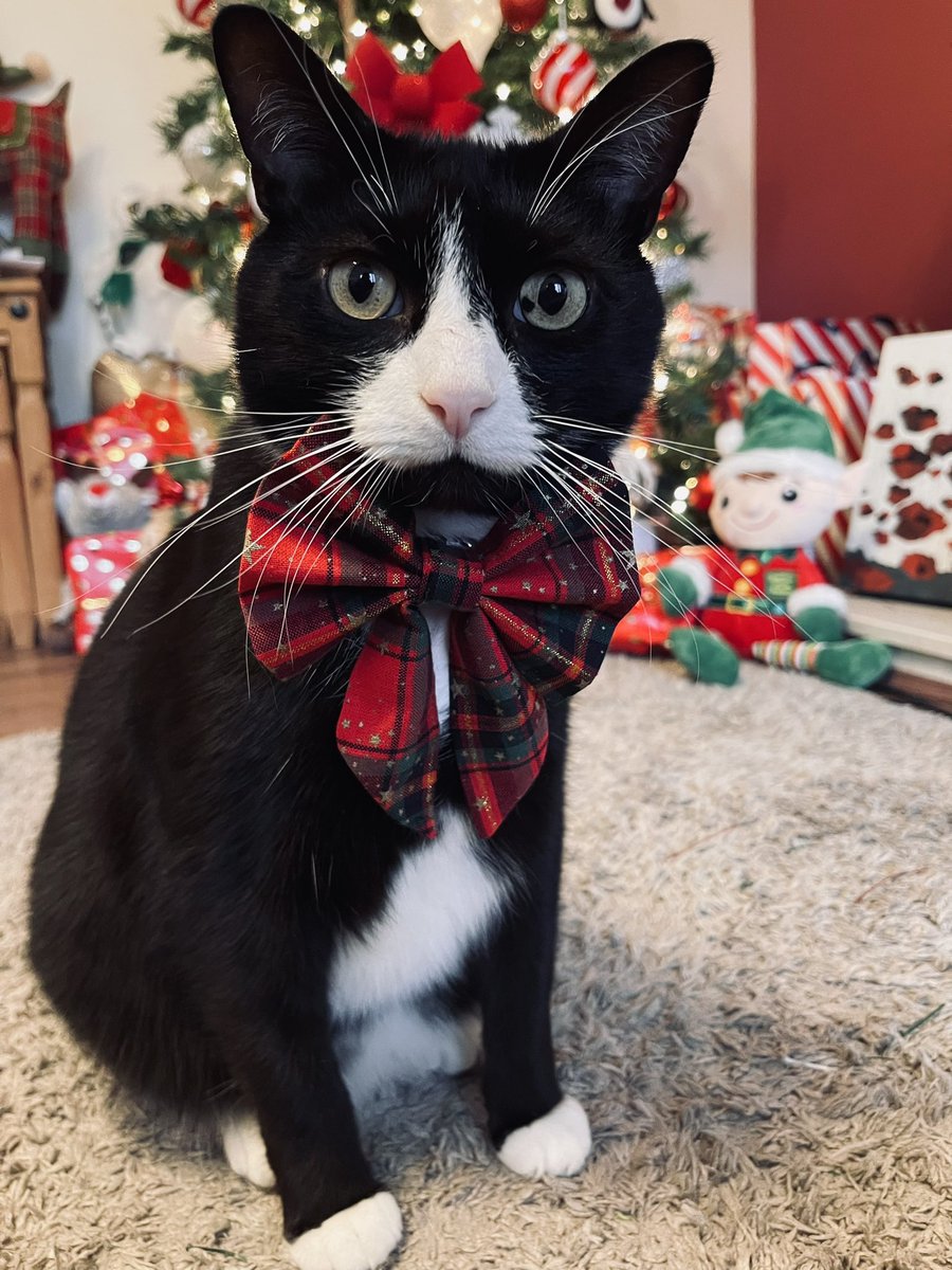Is it the big day yet? #christmas #christmascat #CatsOfTwitter #Caturday #bowtie #Christmas2021