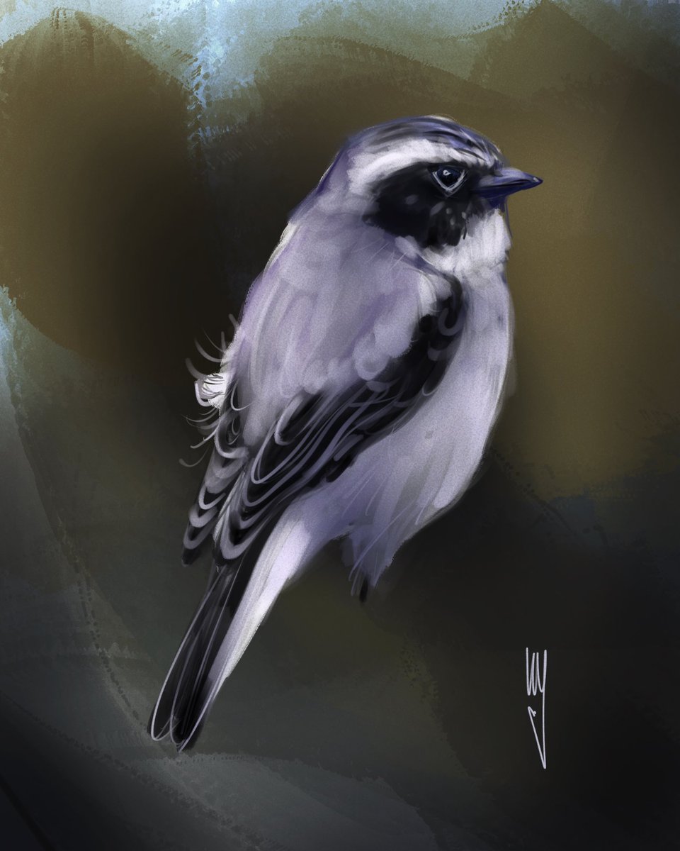 ammagenta's tweet photo. The grey bush chat (Saxicola ferreus) is found in the Himalayas, southern China, Taiwan, Nepal and mainland Southeast Asia. https://t.co/kDeKy4CEAM