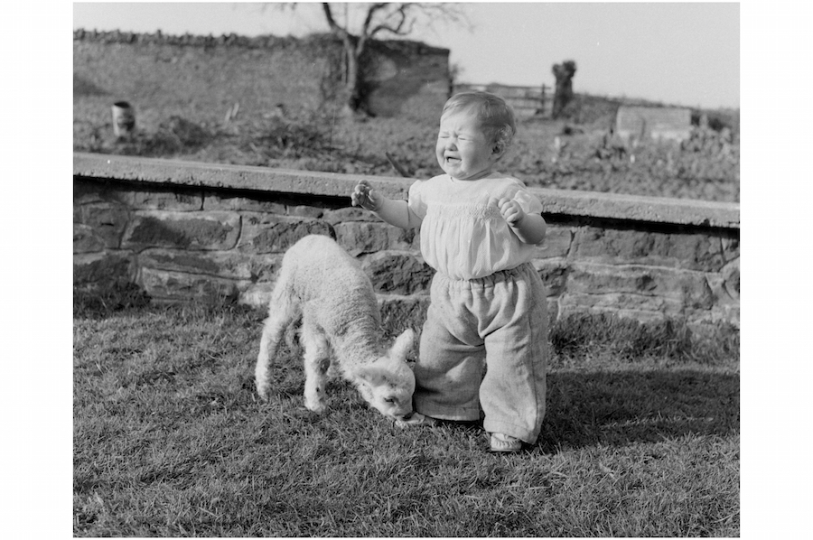 CatcherMedia's tweet photo. As Christmas edges nearer, we're sharing a picture from the Derek Evans Archive each day as a bit of #AdventFun. Today the child/lamb combo is irresistible - poor little Johnnie Gwilt is not keen on a lamb called Tiger! https://t.co/aOEf8a2r2k