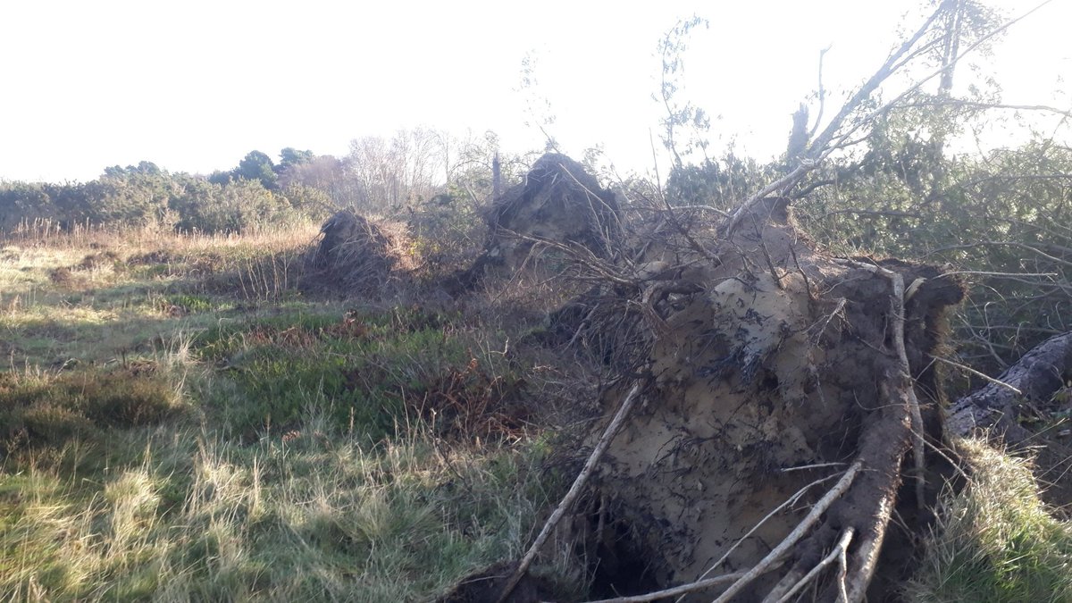 MartinTwist2's tweet photo. Nice to catch up with @RobSandilands
@FormbyLadiesGC
Today ๐
Great firm surfaces even after last nights biblical rainfall
Some serious tree destruction after recent storms.
Staff working hard on clean up
#greatgolfcourse
#heaven https://t.co/jGk16XB6Ug
