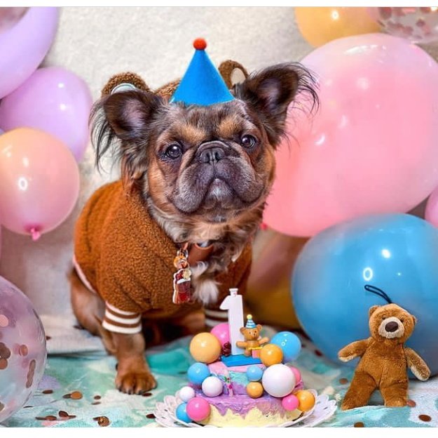 babybulldog02's tweet photo. Bulldog is so happy 🙂🙂❤️❤️🐕🐕
#dogsoftwitter  #bulldog  #dogetothemoon #BulldogFrances #bulldogs #Dog #cutedog #doglovers #doglife #baby_bulldog_O_family #fyp #pug #NewYork https://t.co/7UTZSfwGNU