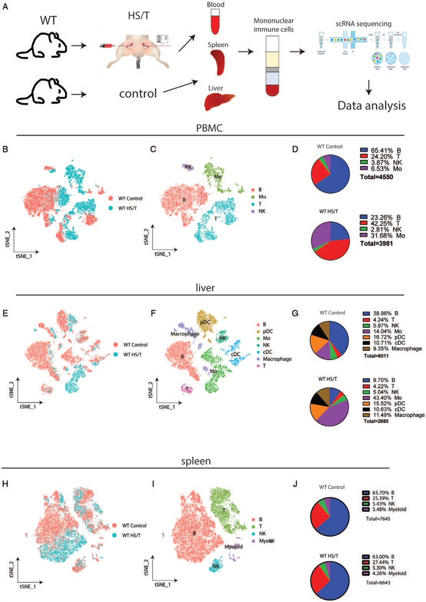 Single-Cell Transcriptomics Reveals Compartment-Specific Differences in Immune Responses and Contributions for Complement Factor 3 in Hemorrhagic Shock Plus Tissue Trauma dlvr.it/SF3Rc0