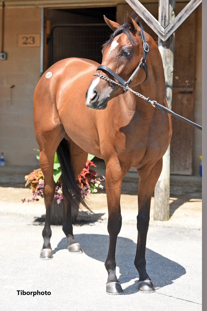 Zilla Racing Stables tweet media