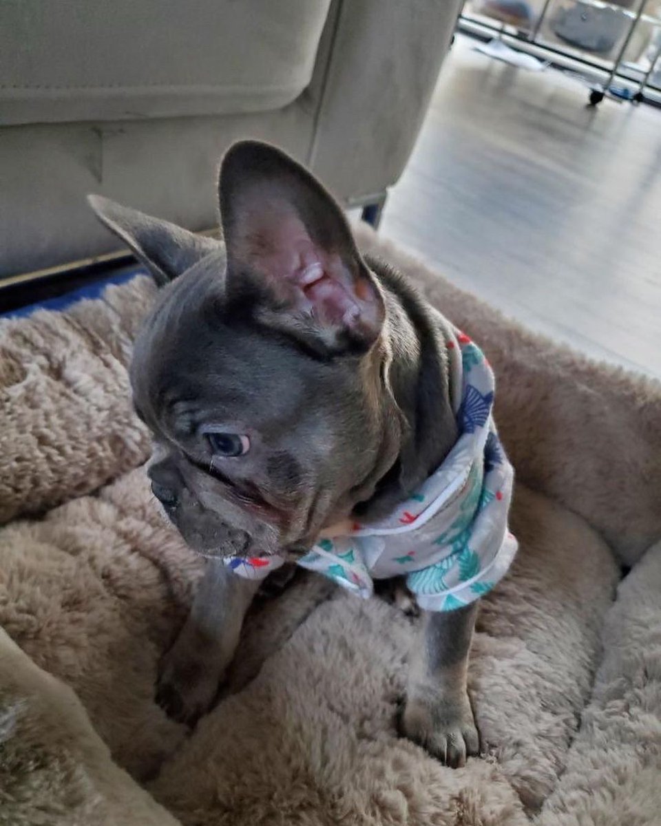 RedCarsonComedy's tweet photo. π¨ NEW ADDITION π¨
Blue & Tan French Bulldog!
He will be ready for Stud Autumn 2022 Early lock-ins available.
#BlueAndTanFrenchie #FrenchBulldogBreeder #StudServices #Frenchie #PointedFrenchie https://t.co/WuMKV0nSNI