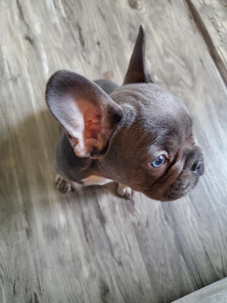 RedCarsonComedy's tweet photo. π¨ NEW ADDITION π¨
Blue & Tan French Bulldog!
He will be ready for Stud Autumn 2022 Early lock-ins available.
#BlueAndTanFrenchie #FrenchBulldogBreeder #StudServices #Frenchie #PointedFrenchie https://t.co/WuMKV0nSNI