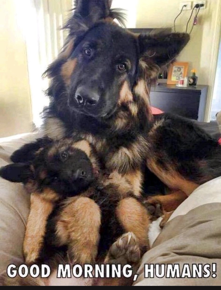 The only person who hoovers more than a person with a GSD is a person with TWO GSDs!