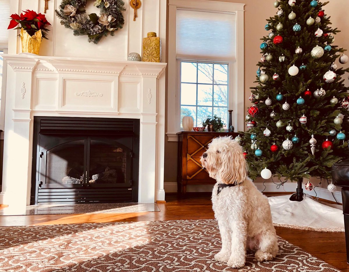 GoldenStateCD's tweet image. Area rugs can be a pricey investment. That’s why Golden State Chem-Dry cleans your rugs with care ❤️ gschemdryuplandrancho.com/area-rug-clean…