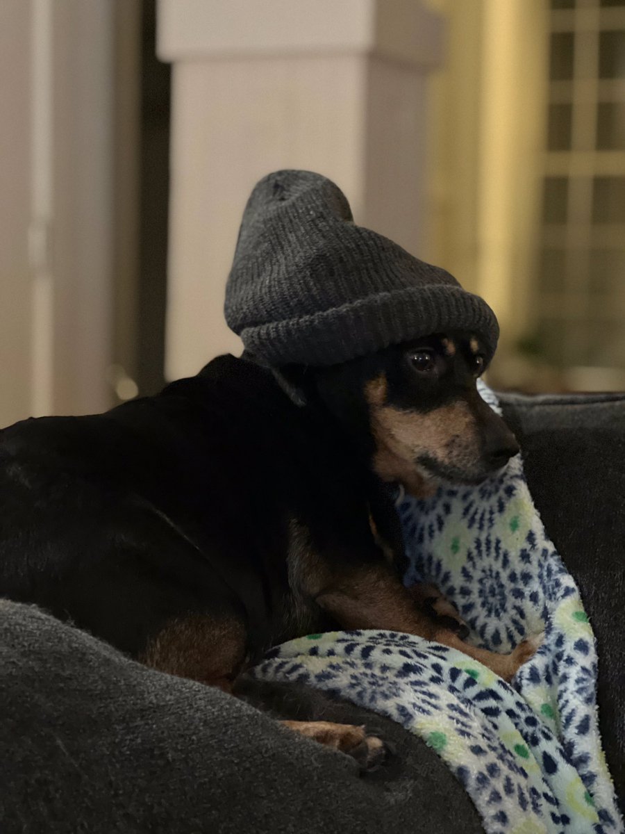 dukewavis's tweet photo. Figured I’d bless y’all with a pic of my sweet daisy being cool as shit https://t.co/liX1s6Gfir