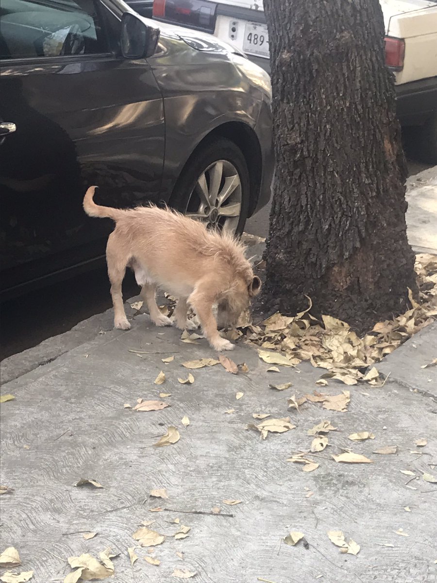 SoyCecySanchez's tweet photo. Este perrito anda solo en la Roma Sur sin collar. Está cerca del Cine Tonalá. Se ve en buen estado, quizá alguien lo está buscando. 
@LaRomaDF https://t.co/ugJtLwJIG2