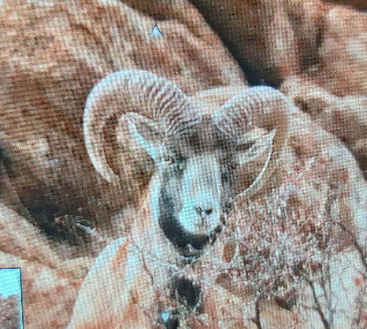 LobzangVISUDDHA's tweet photo. A screen shot of only Endemic Mammals found on Ladakh - the Ladakh Urial at Saspotsey village, Ladakh.
#urial
#wildlifeofladakh #wildlife
#wildlifephotography
#Himalaya #ladakh #ladakhtourism
#ladakhwildlife
#Saspotsey #Shaam
#ulley #snowleopardtours https://t.co/LbfnpY5xNV