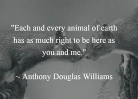 AnneatSaveMe's tweet photo. Mankind has done some disastrous things to our wildlife. 
Animals were here long before us and they deserve so much better. 
#wildlife #nature #animals #wildliferescue #quotes #quotestoliveby https://t.co/nLFOO4HQuu