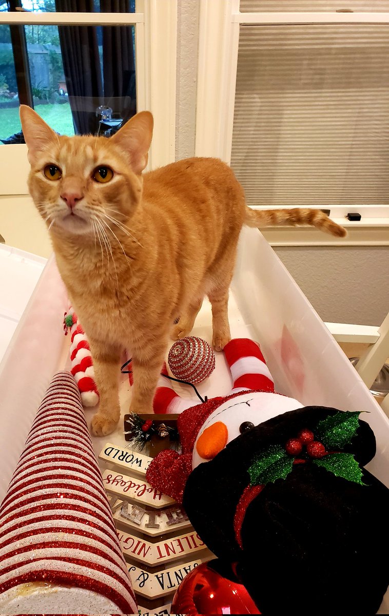juelkitty's tweet image. Ginga is excited for Christmas #whiskerswednesday #gingerrules