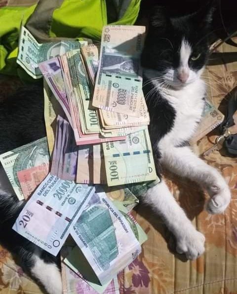 koalandeMichi's tweet image. RT al Michi millonario, para que encuentres ese 100 mil gs en alguna campera guardada o en la calle 😹