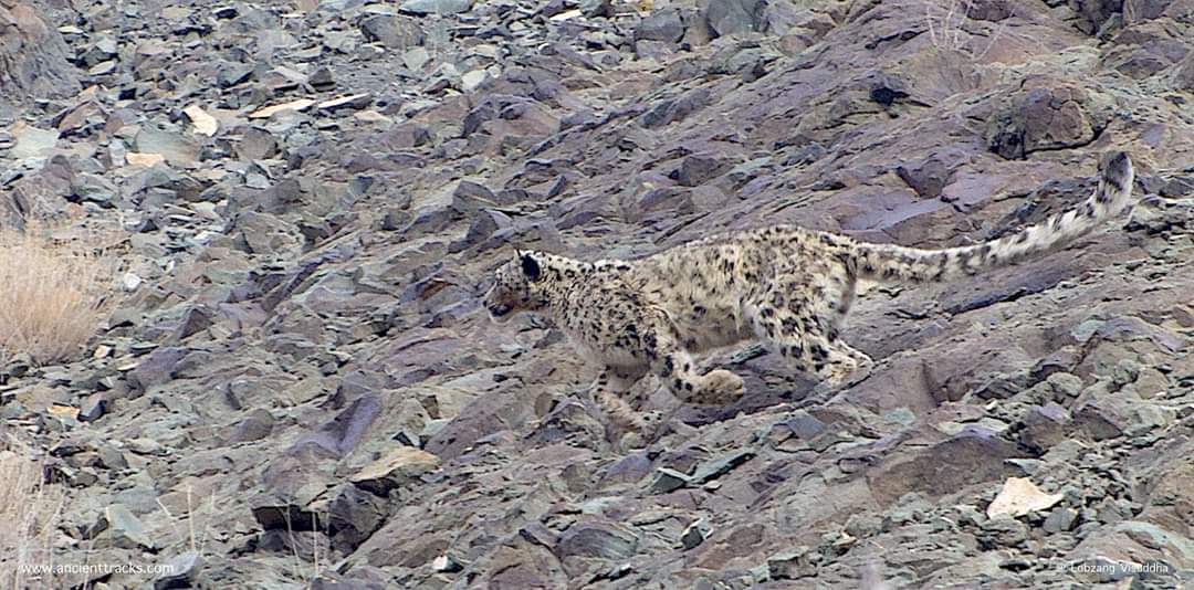 Ladakh is often called the Snow Leopard capital of the world🤭 It may or may not be true, but the state Animal of Ladakh it is.

#snowleopard 
#snowleopardexpedition 
#ancienttracks
#wildlifephotography 
#wildlifeofladakh 
#wildlifephotography 
@LobzangVISUDDHA 
#LehLadakh 
#leh