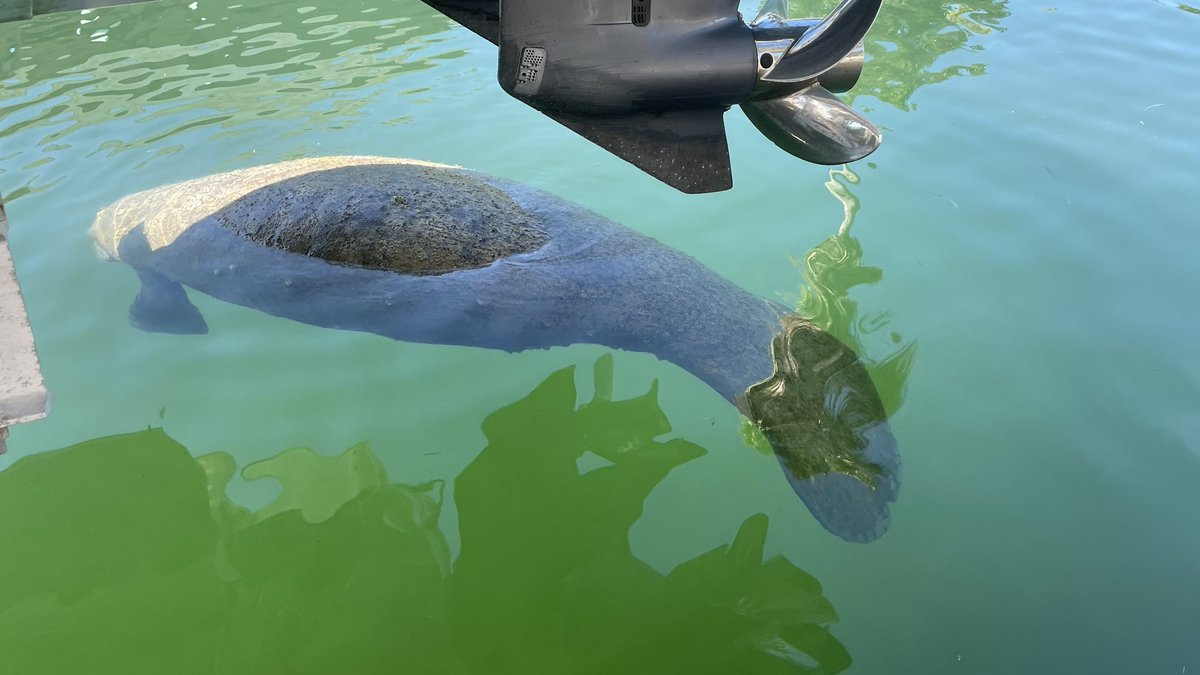 barbiedoll_eyw's tweet photo. And by buddy clipper is back! #manatee #backyardzoo #keywest https://t.co/NUJGMmnLMa
