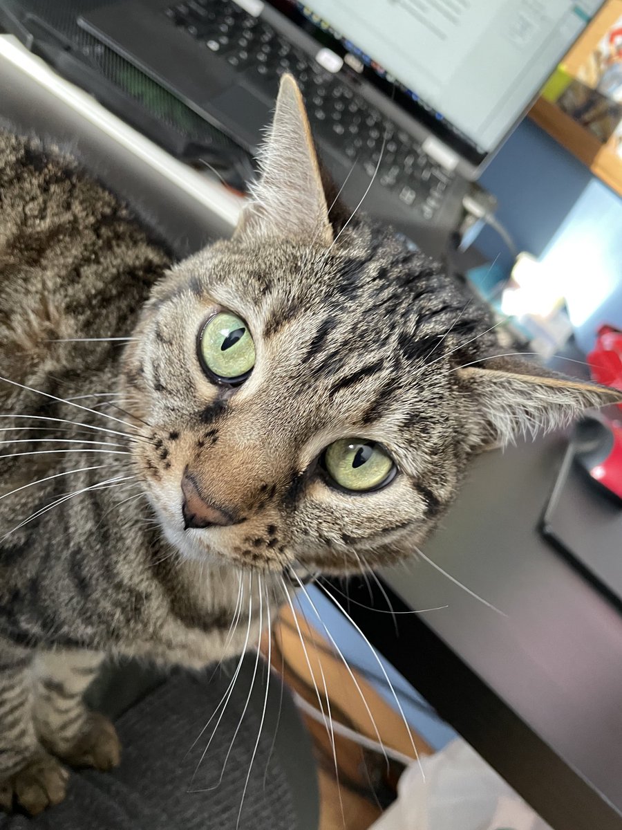 JKendrickAuthor's tweet photo. Work companion 
Bronwyn helping through final edits. 
💕🐈‍⬛

#wip #amediting #workcompanion #furbaby #writingcommunity https://t.co/8UkpDwEQYm