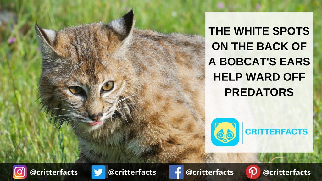 critterfacts's tweet photo. They deter predators because they look like eyes!
.
.
.
#critterfacts #critter #facts #eyes #bob #cat #bobcat #ears #predator #bigcat #wildcat #cuteanimal #wildlife #animalfacts #suprisingfacts #didyouknow https://t.co/wAoo6pp3Ez