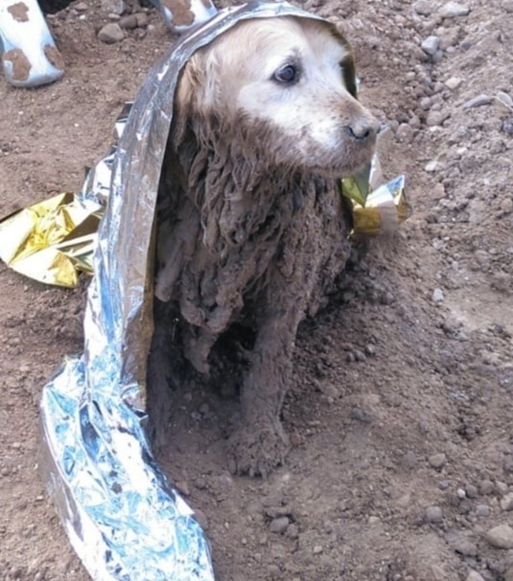 Rescatado de una trampa mortal.

El perro fue localizado por los guardias civiles atrapado en un barrizal, sin movilidad y semienterrado en Yunquera de Henares.

Enhorabuena por este gran servicio compañeros 👏👏👏.

#EquiparacionYa