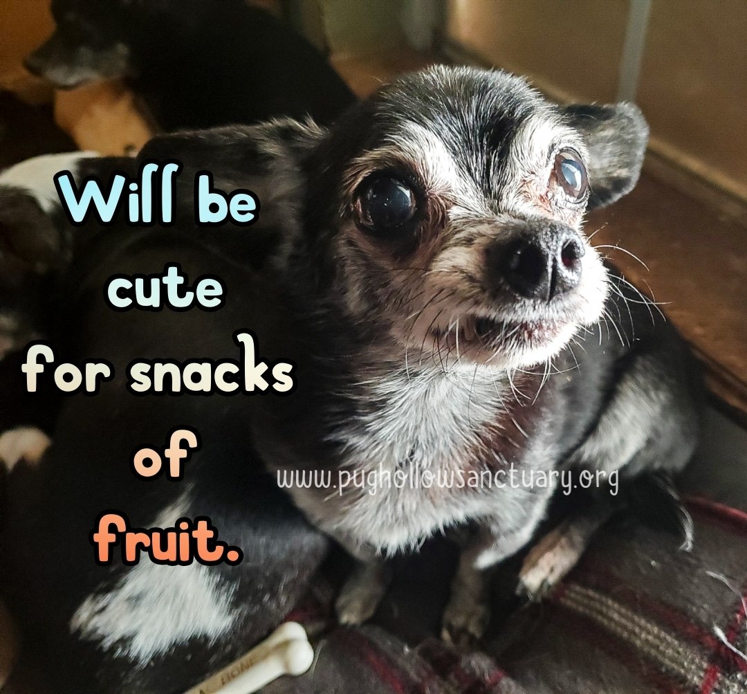 PugHollow's tweet photo. Remy believes you should appropriately value your labor. (He would also like you to know that sharing your fruit is acceptable payment for his services.) #DeepThoughtThursday #RemyTheWise #DogsofPugHollow https://t.co/ocIK3HJCTn