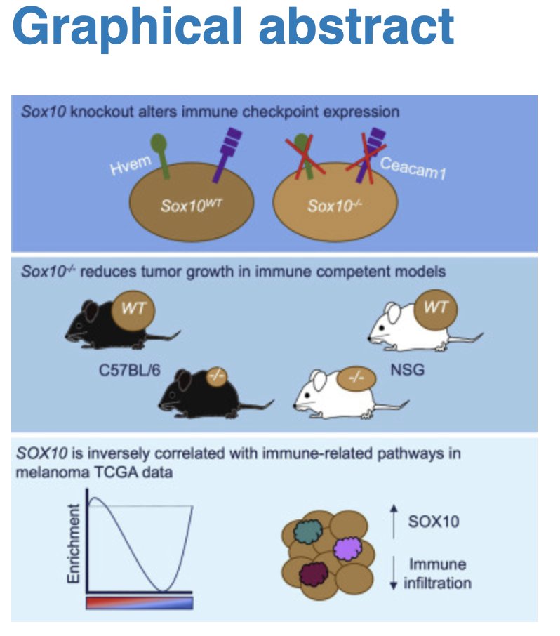 AndrewEAplin's tweet photo. Study is out online @cellreports from Dr. Sheera Rosenbaum's research while at @kimmelcancercenter. Sheera graduated in the spring and now is a post-doc with @heide_ford at @CUCancerCenter. https://t.co/siqrD6rqGm