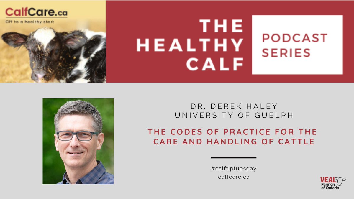 The Healthy Calf Podcast Series focuses on taking a proactive approach to reduce disease and improve performance.

Learn more about the Codes of Practice in our newest Podcast here: bit.ly/3dAMejO

#calftipthursday #calftiptuesday